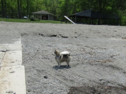 racoon05.jpg