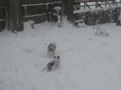 snowdog03.jpg