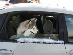 snowtrip18.jpg