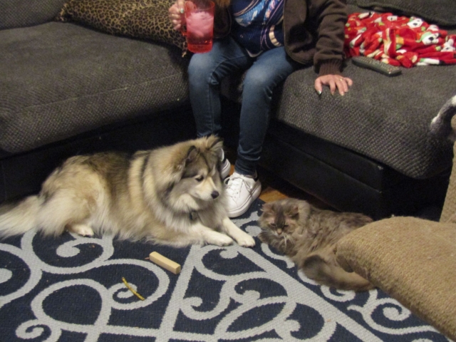decpets01.jpg