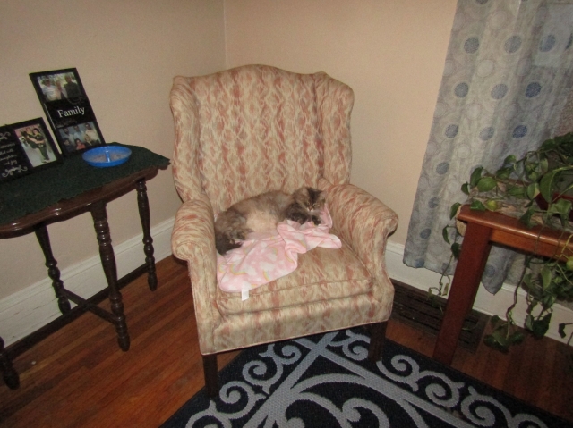 pets210301.jpg