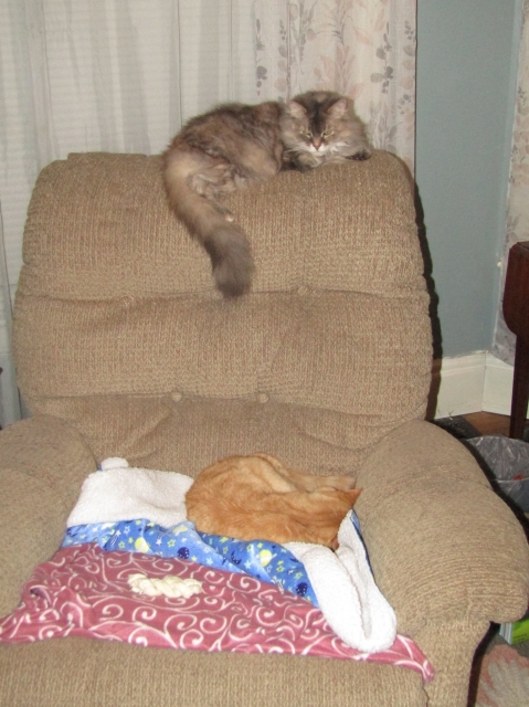 pets210302.jpg