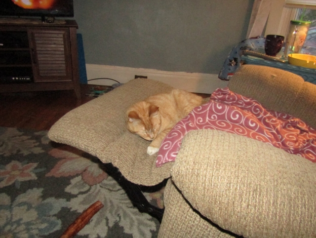 pets210303.jpg