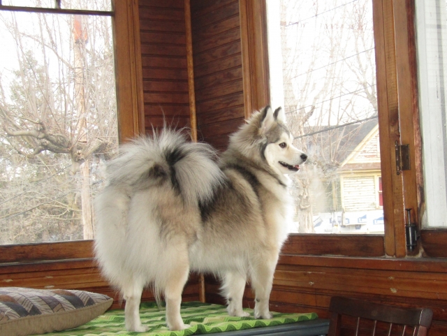 pets210306.jpg