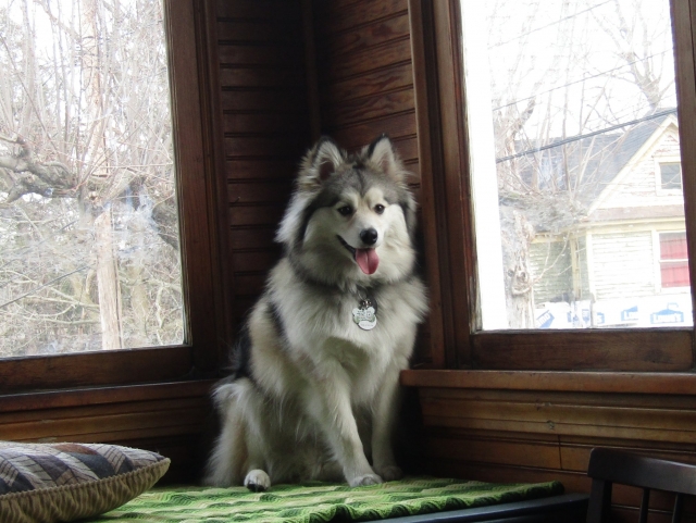 pets210307.jpg