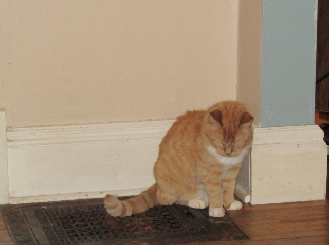 pets211102.jpg