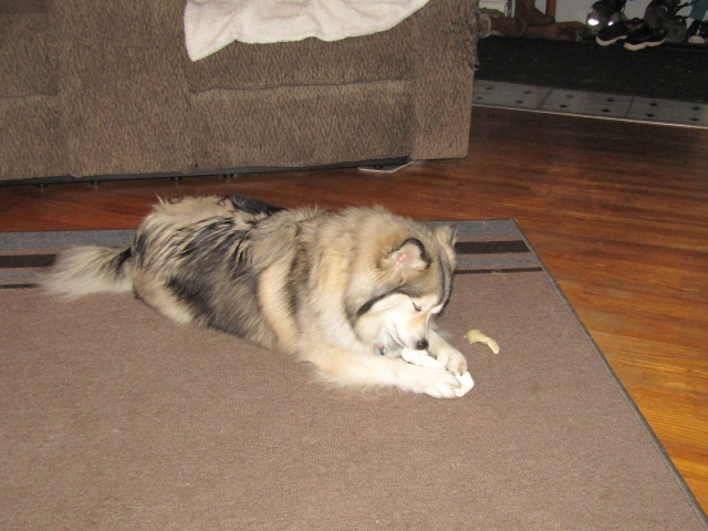 pets211104.jpg