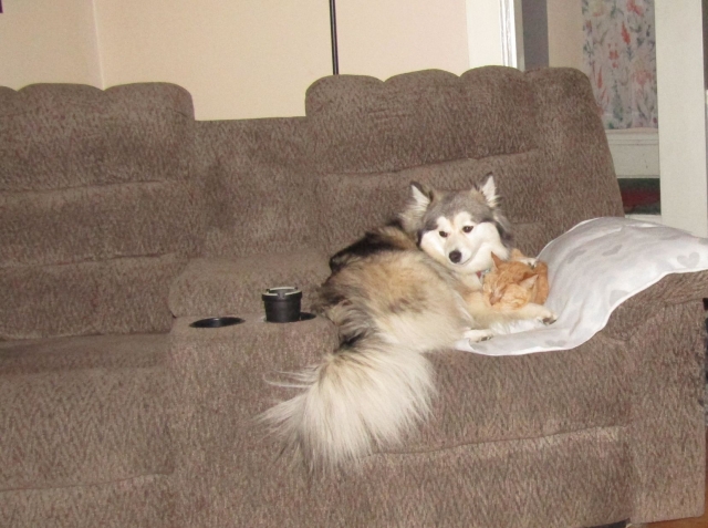 pets211106.jpg