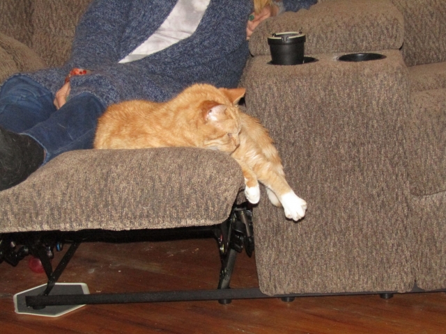 pets211108.jpg