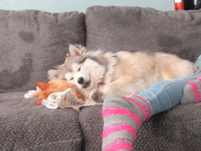pets72102.jpg