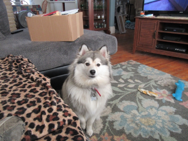 pets72105.jpg