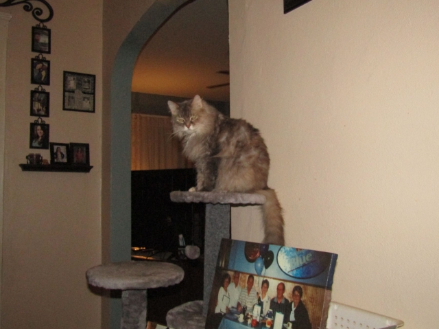 petsmay2102.jpg