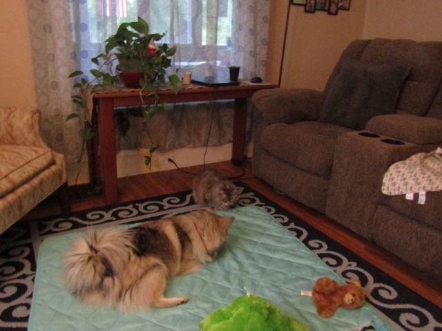 petsmay2103.jpg