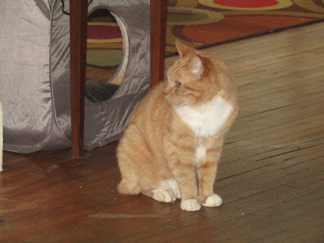 petsnewyear1.jpg