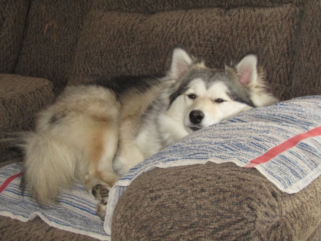 petsnewyear2.jpg