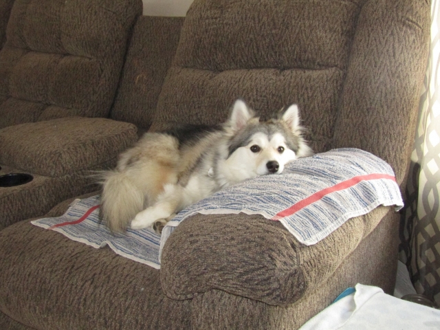 petsnewyear3.jpg