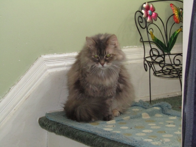 petsnewyear6.jpg