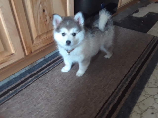 tedpup1.jpg