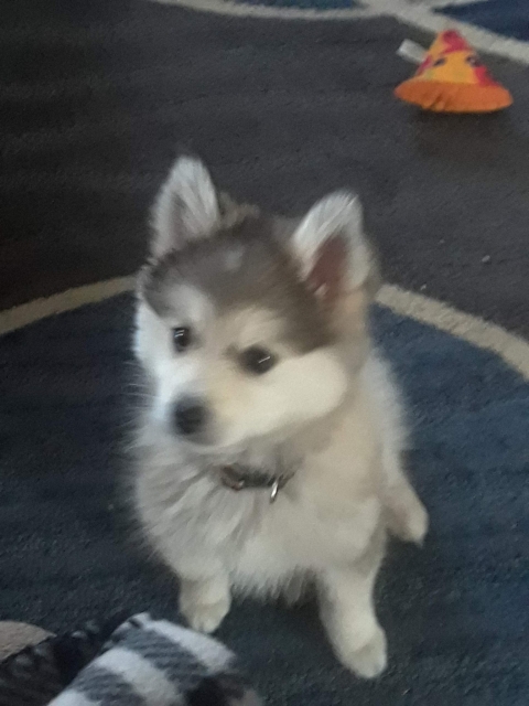 tedpup2.jpg