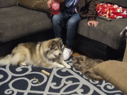 decpets01.jpg