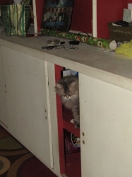 decpets02.jpg