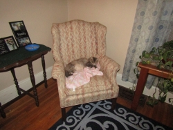 pets210301.jpg