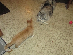 pets210304.jpg
