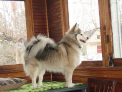pets210305.jpg