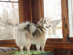 pets210306.jpg