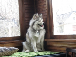 Filename=pets210308.jpg
Filesize=401KiB
Dimensions=2012x1515
Date added=Oct 31, 2025 pets210308.jpg