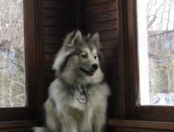 Filename=pets210309.jpg
Filesize=197KiB
Dimensions=1370x1032
Date added=Oct 31, 2025 pets210309.jpg