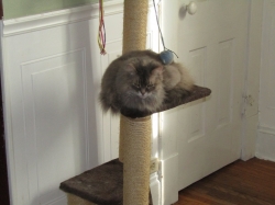 Filename=pets210311.jpg
Filesize=282KiB
Dimensions=1803x1352
Date added=Oct 31, 2025 pets210311.jpg