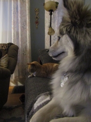 Filename=pets210312.jpg
Filesize=284KiB
Dimensions=1246x1662
Date added=Oct 31, 2025 pets210312.jpg