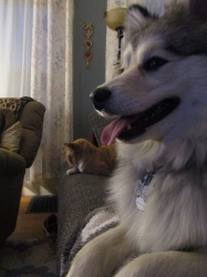 Filename=pets210313.jpg
Filesize=281KiB
Dimensions=1259x1679
Date added=Oct 31, 2025 pets210313.jpg