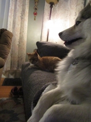 Filename=pets210314.jpg
Filesize=257KiB
Dimensions=1197x1597
Date added=Oct 31, 2025 pets210314.jpg