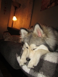 Filename=pets210315.jpg
Filesize=312KiB
Dimensions=1352x1803
Date added=Oct 31, 2025 pets210315.jpg