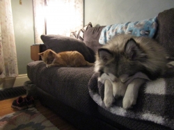 Filename=pets210316.jpg
Filesize=320KiB
Dimensions=1803x1352
Date added=Oct 31, 2025 pets210316.jpg