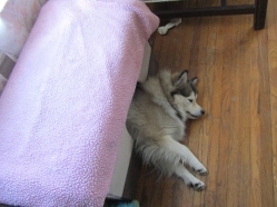 Filename=pets211101.jpg
Filesize=495KiB
Dimensions=2119x1580
Date added=Oct 31, 2025 pets211101.jpg