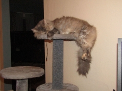 Filename=pets211103.jpg
Filesize=500KiB
Dimensions=2576x1932
Date added=Oct 31, 2025 pets211103.jpg