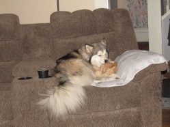 Filename=pets211105.jpg
Filesize=424KiB
Dimensions=2119x1580
Date added=Oct 31, 2025 pets211105.jpg