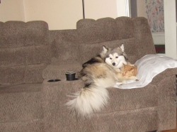 Filename=pets211106.jpg
Filesize=298KiB
Dimensions=1658x1236
Date added=Oct 31, 2025 pets211106.jpg