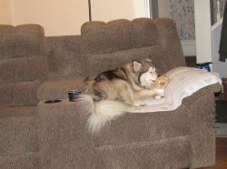 Filename=pets211107.jpg
Filesize=415KiB
Dimensions=1980x1476
Date added=Oct 31, 2025 pets211107.jpg