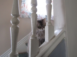 Filename=pets211109.jpg
Filesize=499KiB
Dimensions=2576x1932
Date added=Oct 31, 2025 pets211109.jpg