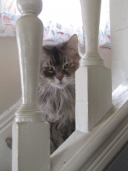 Filename=pets211110.jpg
Filesize=304KiB
Dimensions=1546x2061
Date added=Oct 31, 2025 pets211110.jpg