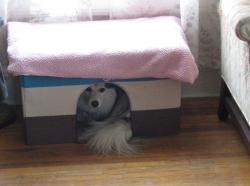 Filename=pets211111.jpg
Filesize=385KiB
Dimensions=2246x1674
Date added=Oct 31, 2025 pets211111.jpg
