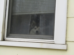 Filename=pets211112.jpg
Filesize=471KiB
Dimensions=2576x1932
Date added=Oct 31, 2025 pets211112.jpg