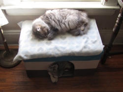 Filename=pets42101.jpg
Filesize=358KiB
Dimensions=2061x1546
Date added=Oct 31, 2025 pets42101.jpg