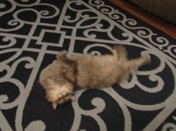 Filename=pets42102.jpg
Filesize=221KiB
Dimensions=1461x1095
Date added=Oct 31, 2025 pets42102.jpg