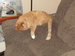 Filename=pets42103.jpg
Filesize=394KiB
Dimensions=1741x1306
Date added=Oct 31, 2025 pets42103.jpg