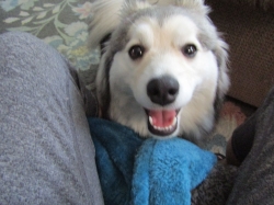 Filename=pets72101.jpg
Filesize=380KiB
Dimensions=2061x1546
Date added=Oct 31, 2025 pets72101.jpg